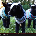 Baby Goats in Tiny Sweaters