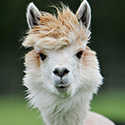 Just-shorn alpacas