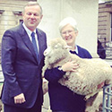 Bowmont Merino sheep
