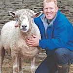 The big, docile Cotswold Lion