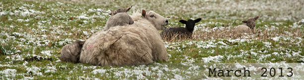 Banner image - 'snow at lambing time