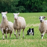 Crook and whistle: a peek inside a sheep dog trial