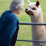 In defence of our friend the alpaca
