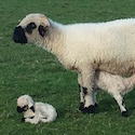British Valais Blacknose sheep
