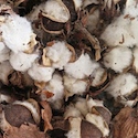 Cotton preparation