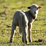 Yarn from leftover wool