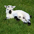 The cutest lambs play nasty tricks