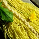 Dyeing with dandelion leaves