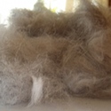 Chiengora: knitting with dog hair