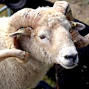 Wool Exploration: Dorset breeds