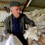 Kerryman Eugene, 93, is Ireland's oldest sheep drover