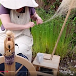 Growing flax in the garden