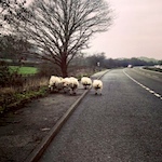 Armed officers help remove sheep from road in Derbyshire