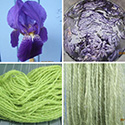 Iris dyeing