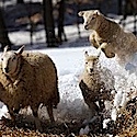 Lambs running