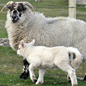 Lamb with mum