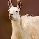 Farmers could be offered free llamas 