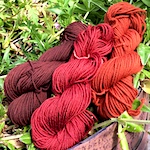 Madder root dye with alum, rhubarb and iron