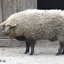 The original yarn hog