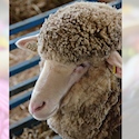 Maryland sheep and wool festival 2016