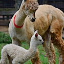 Mary's Alpaca Farm visit