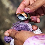 We sometimes milked 3,000 snails a day