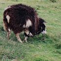 'Shetland wool'