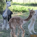 Shearing day