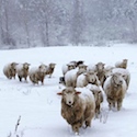 Ewes in beautiful snowstorm