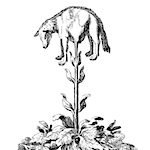 The Vegetable Lamb of Tartary