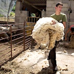 Wool lovers battle animal-rights crowd over sheep shearing