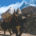 Yakkity-yak