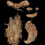 12,000-year-old fabric scraps