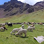 Alpaca for life: a herder's view of the andean highlands