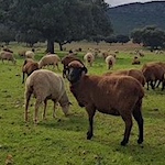 Yarn detective: sheep cheese and wool dreams