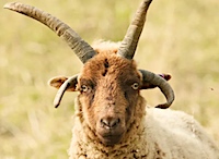 Calls to protect 'amazing' endangered sheep