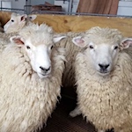 Wool from New Zealand farms used in tennis balls at the US Open