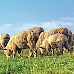 New sheep combines quality wool with good meat