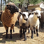 Wild Hair Fiber Farm: Spinning to save sheep