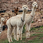 Alpacas, llamas and paco-vicuñas