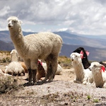 Alpaca - More Prized than Gold by the Incas, Still Scorned by the West
