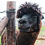 Alpaca: Wooly Warmth without the Itch Factor