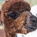 Alpaca wool: a misnomer