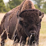 American bison: modern fiber from a native species