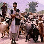 Bringing back Bakarwal wool