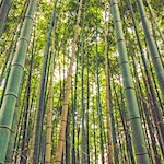 Is bamboo clothing sustainable, the hype and controversy