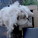 Can wool installations reduce the risk of oak processionary caterpillars?