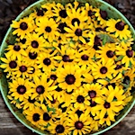 Natural Dyeing: Black-Eyed Susans