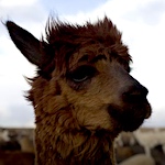 Llamas help Andes peoples survive, but youths are leaving