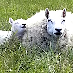 Meet the sheep: Border Cheviot